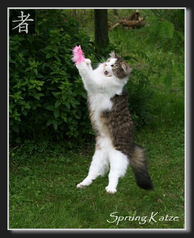 Sprung Katze