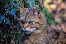 Wildkatzte
