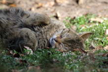 Wildkatze
