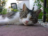 DSC00006