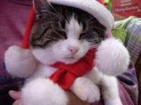 Weihnachtskatze