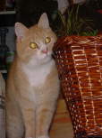 DSC00134a