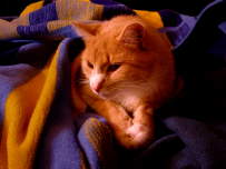 Kuschelkatze