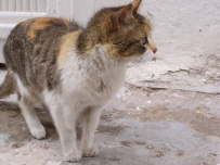 Katze in Marokko