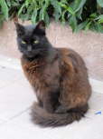 Schwarze