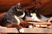 Katze