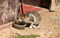Katze