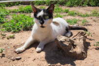 Katze in Marokko