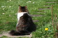 Der Blick der Katze