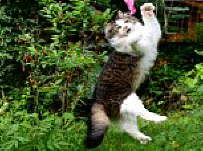 NINJA cats