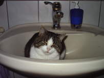 Katzenw�sche