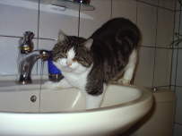 Katzen W�sche