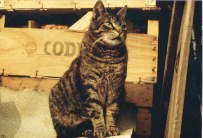 aler Kater