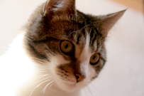 samy